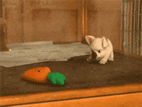 sweet dog GIF