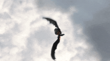 Fun Flying GIF by How To Train Your Dragon
