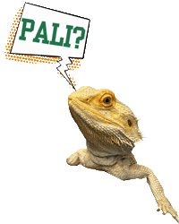 Summer Camp Education Sticker by Pali Institute
