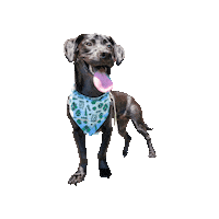 Black Dog Tot Sticker by Geekster Pets