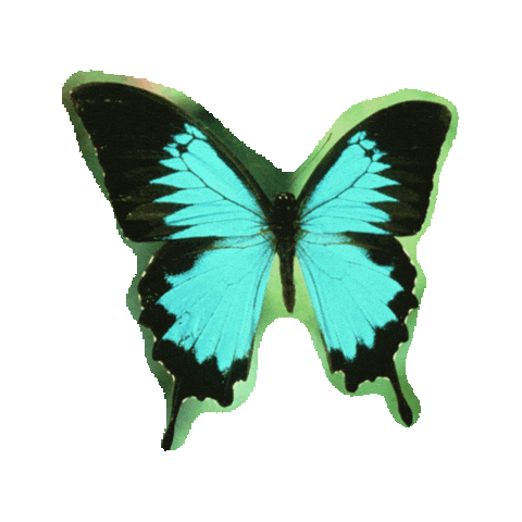butterfly STICKER by imoji