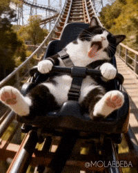Roller Coaster Smile GIF