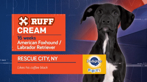 Animal Planet GIF by Puppy Bowl