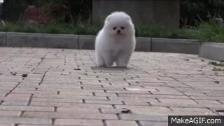 pomeranian GIF