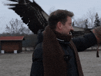 Birds Vulture GIF