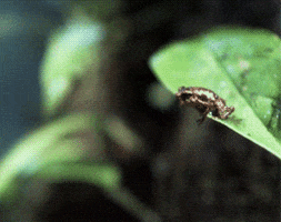 david attenborough life GIF by Head Like an Orange
