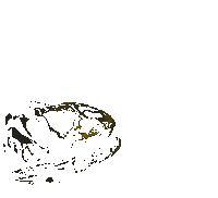Illustration Dinosaur Sticker