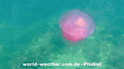 Ocean Swimming GIF by world-weather.ru