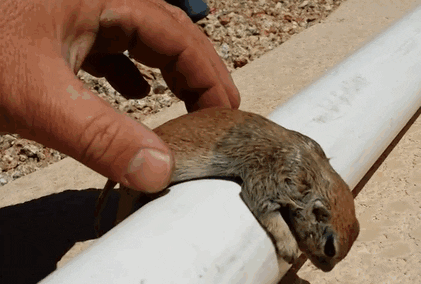 cuteanimalland giphyupload GIF