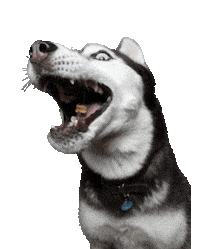 unimpressedhusky unimpressedhusky huskyjuno Sticker