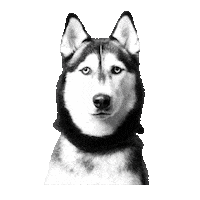 unimpressedhusky unimpressedhusky huskyjuno Sticker
