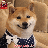Fun Dog GIF