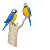 SicrediBiomas sicredi sicredibiomas biomas sicredimt Sticker