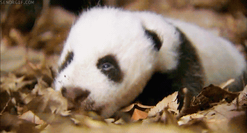 tired panda GIF by Cheezburger