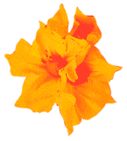 elcorraloficial colombia flores flor dia de la independencia Sticker