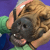 Dog Show GIF by Westminster Kennel Club