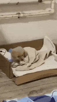Tired Good Night GIF