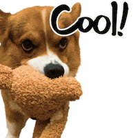 Corgi Wow Sticker