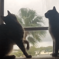 Cats Enthralled by Severe Weather as Tornado-Warned Storm Sweeps Across Florida