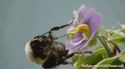 GIF by KQEDScience