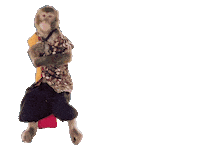 Fun Monkey Sticker