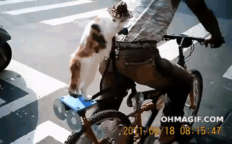 cat bicycle GIF