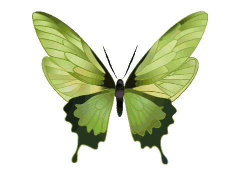 Mariposa Sticker