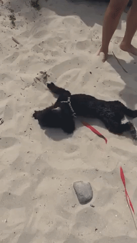 Dog Meets Beach for the First Time and It's a Match Made in Heaven