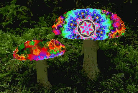 magic mushrooms drugs GIF
