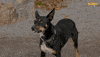 Renovate Channel 9 GIF by The Block