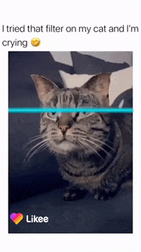 Cat GIF by Likee US