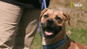 Dog Pups GIF by Nat Geo Wild