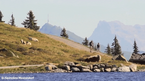 cow austria GIF by SkiWelt Wilder Kaiser - Brixental