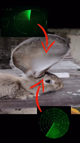 Did You Hear That Bunny GIF