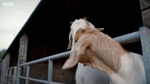 bbc goat GIF by Top Gear