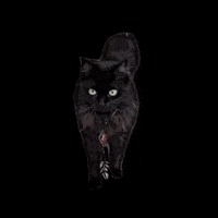 Cat Pet GIF by Tikicraft