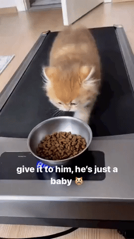 cuteanimalland giphyupload GIF