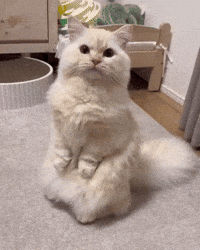 MeowwatCats cat wow kitty meow GIF