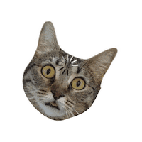 Cat Spinning Sticker