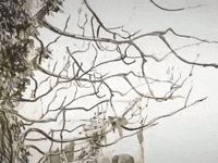 Tree Studio GIF by Alex Boya