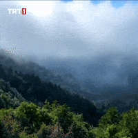 Tree Cloud GIF by TRT
