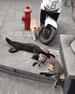 cuteanimalland giphyupload GIF