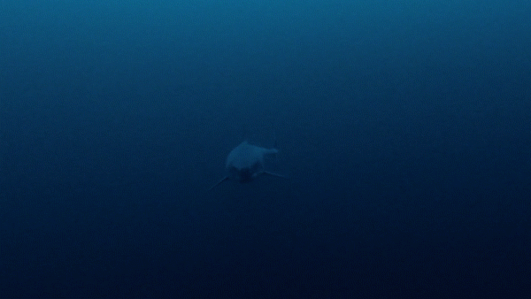 sharks GIF by Shark Week