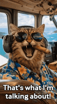 Monty Cat Plane GIF