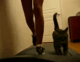 top cat treadmill GIF