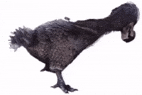 Dodo Bird GIF by Extreme Improv