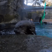 Hungry Sea Otters Enjoy Shellfish Buffet at Oregon Zoo