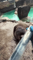 Walrus Slurps Herring Through Giant Straw at Washington Zoo