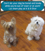 doggie GIF