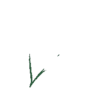 Plants Cedar Sticker by kihew awasis